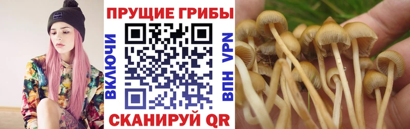 darknet телеграм  kraken зеркало  Гулькевичи  Псилоцибиновые грибы прущие грибы 